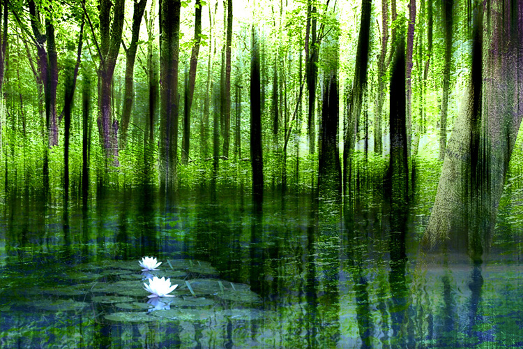 215494495_0955a80016_o