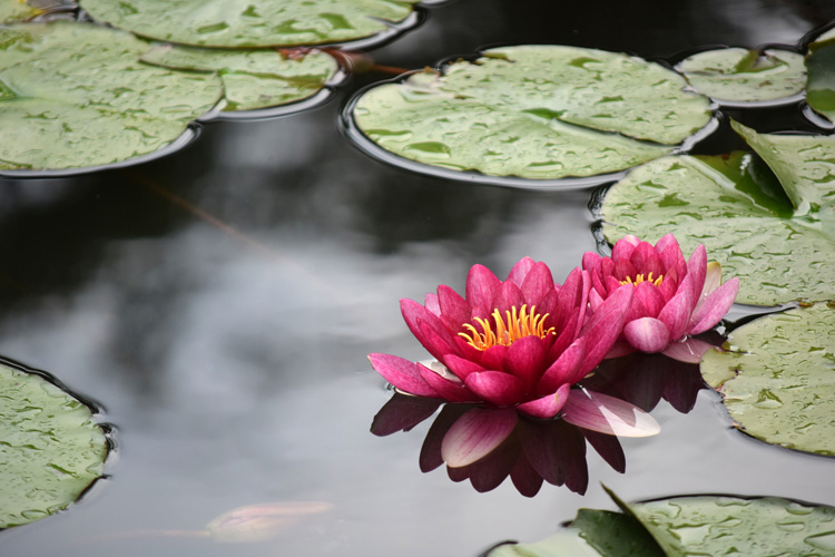 Dollarphotoclub_85812430