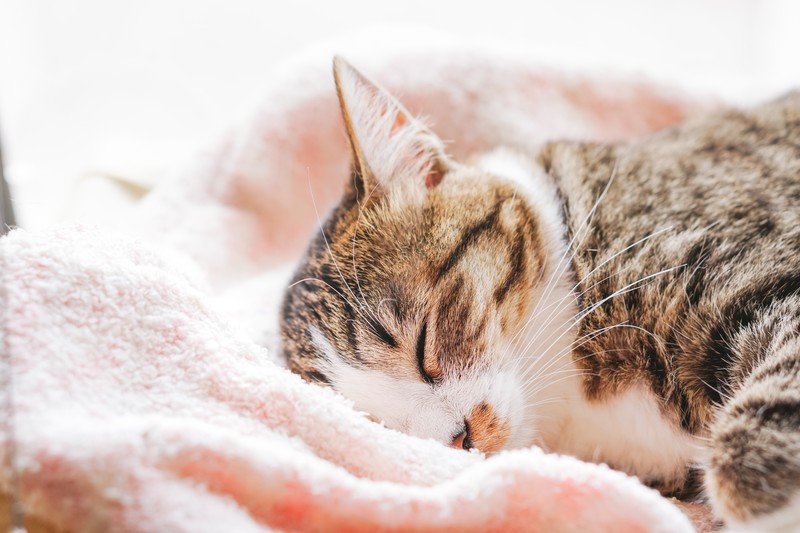 毛布に横たわる猫