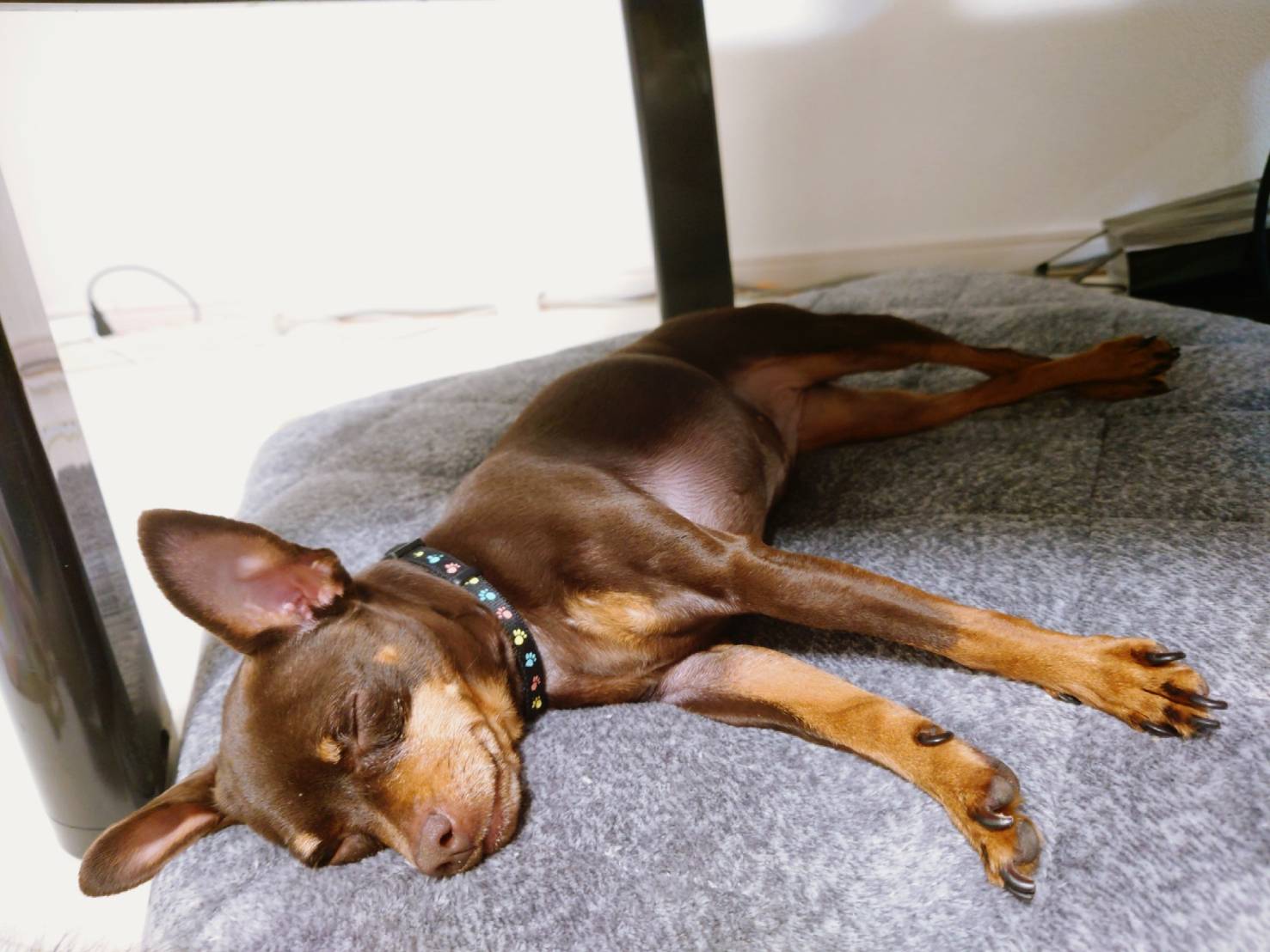 ペットのお薬の副作用が心配な飼い主様は、CBDをぜひご検討ください