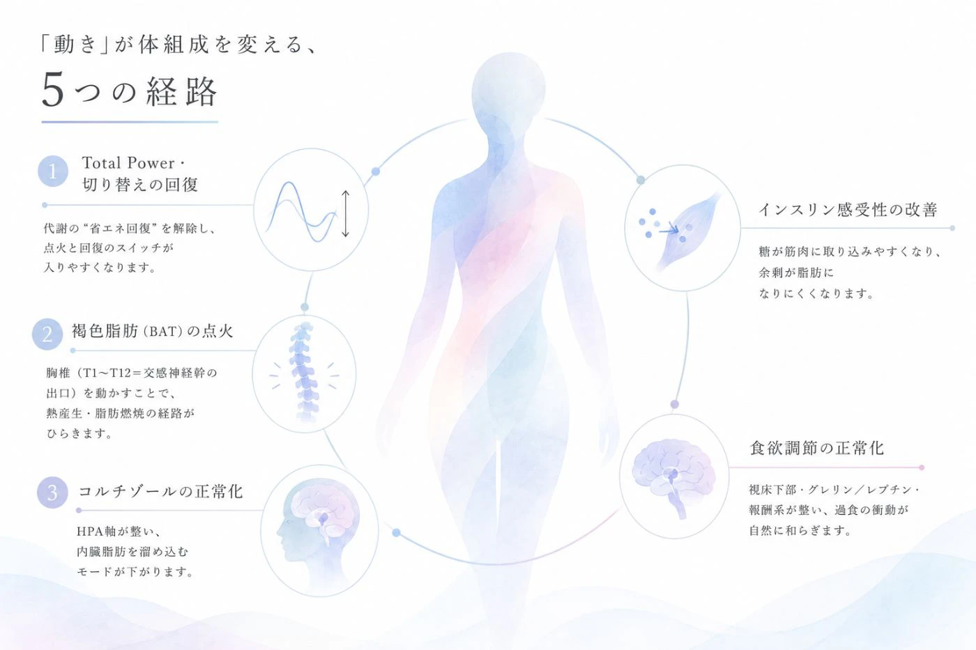 「動き」が体組成を変える5つの経路 ── Total Power・切り替えの回復/褐色脂肪(BAT)の点火/コルチゾールの正常化/インスリン感受性の改善/食欲調節の正常化
