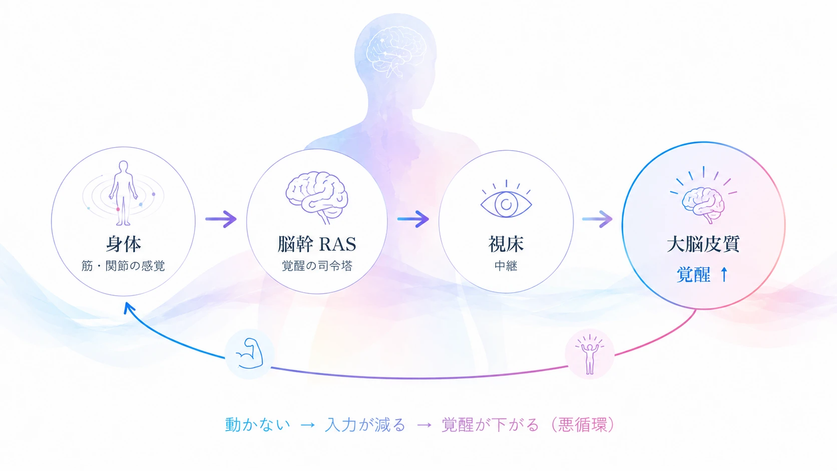 感覚入力がRASを通じて覚醒を引き上げる図解