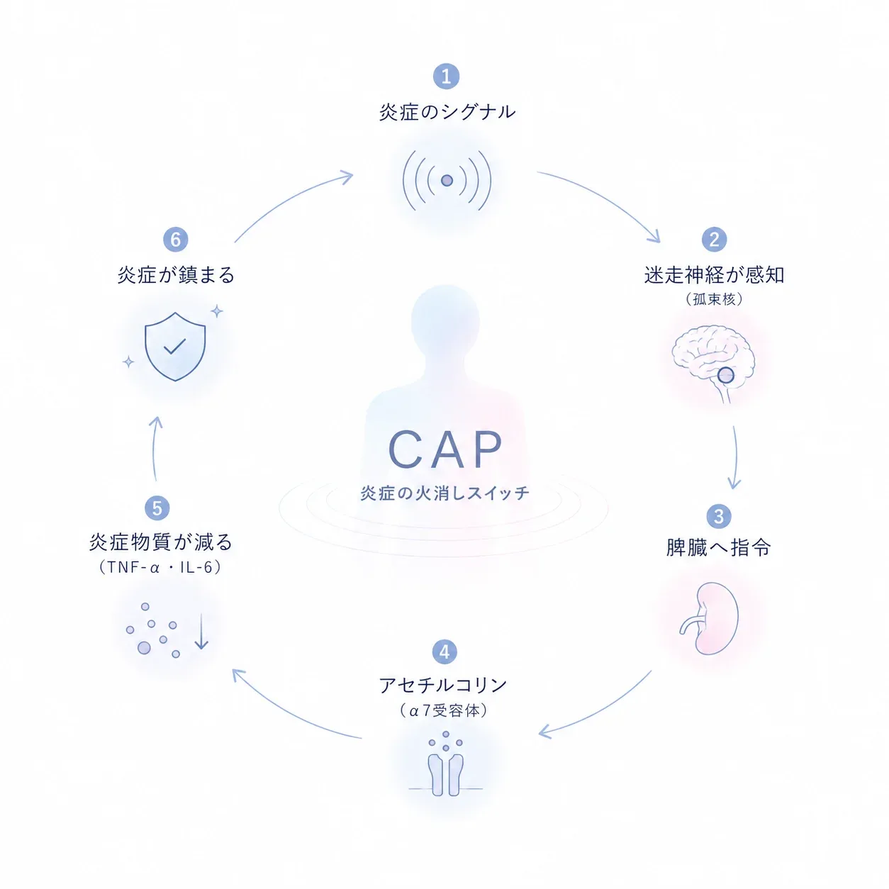 炎症のシグナルから炎症が鎮まるまでのCAPのループ