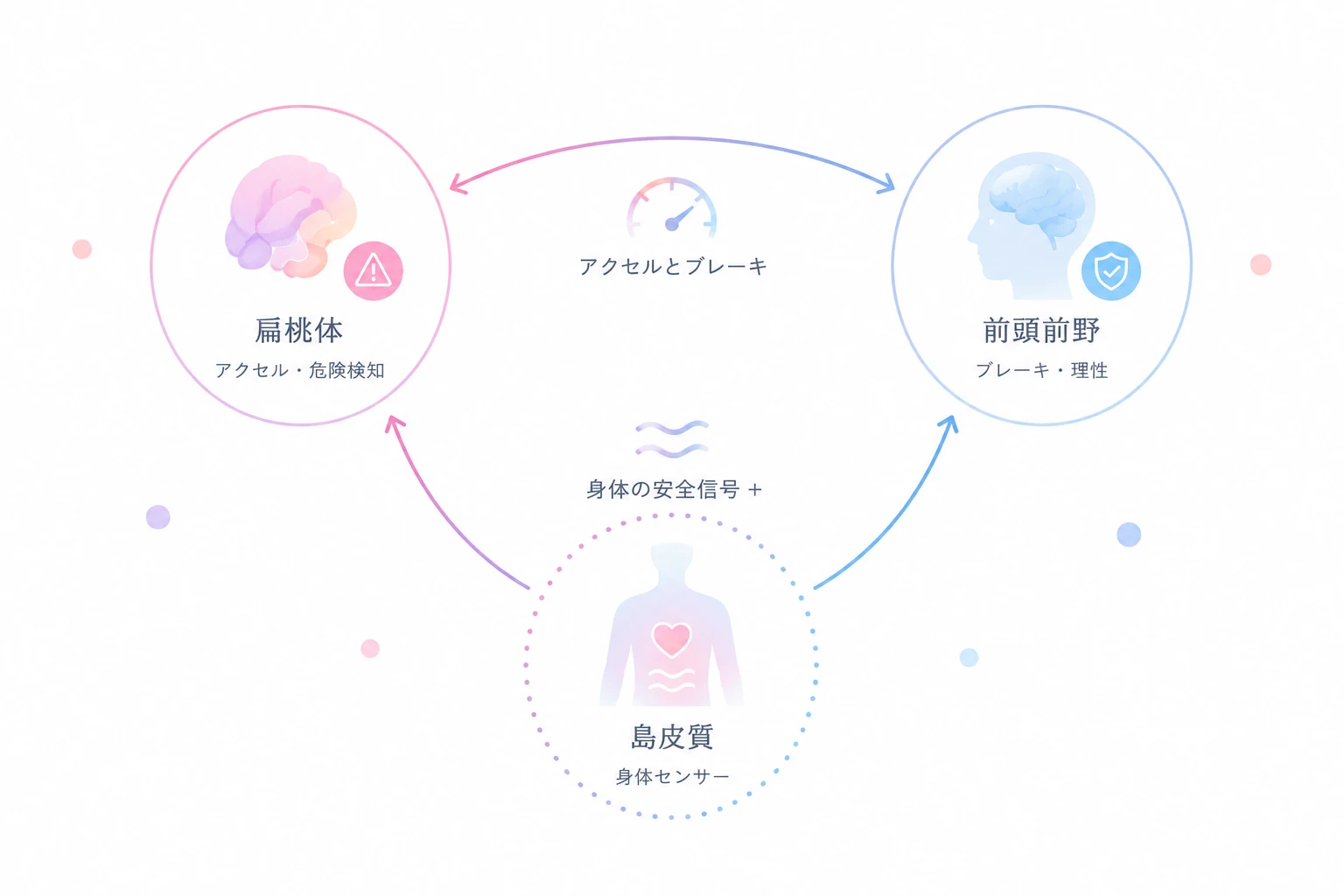 扁桃体・前頭前野・島皮質の三者モデル図