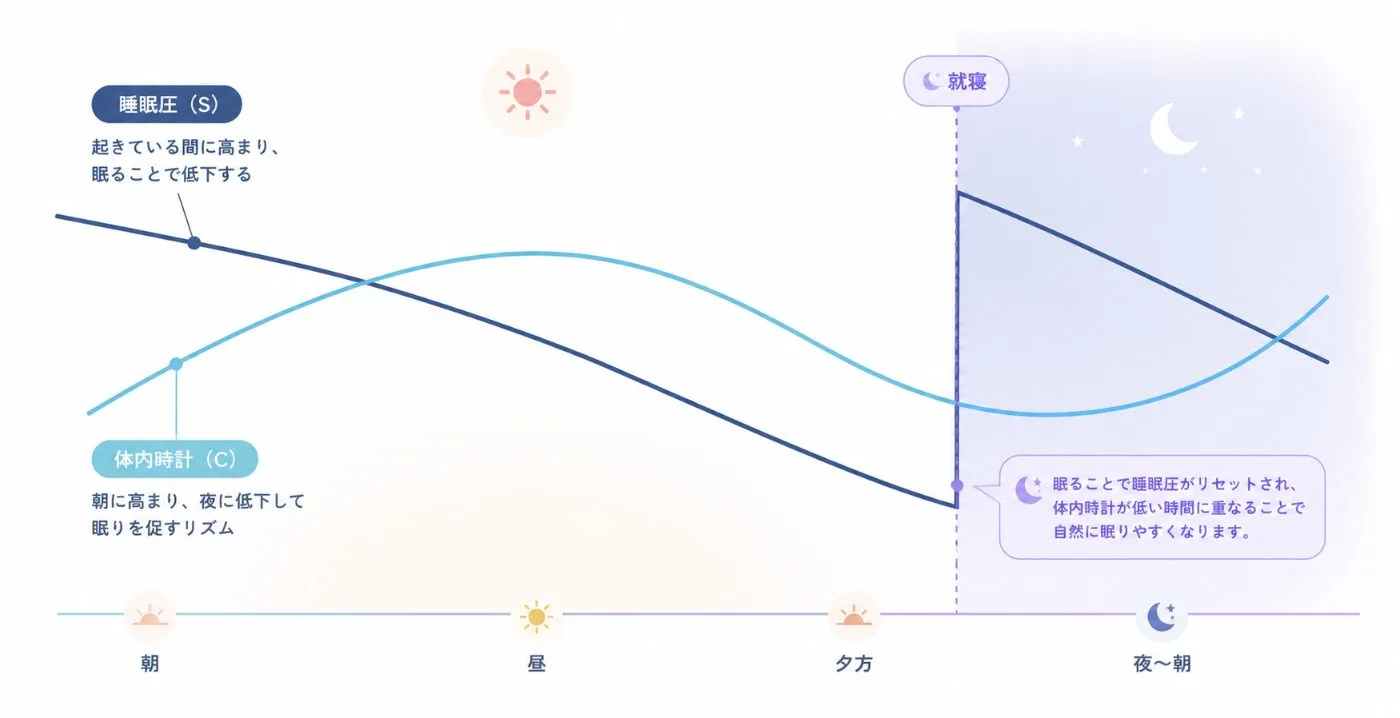睡眠圧(プロセスS)と体内時計(プロセスC)の1日の推移を表した図解
