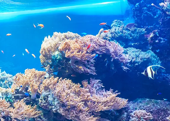 「背骨から整う！大人ピラティス」