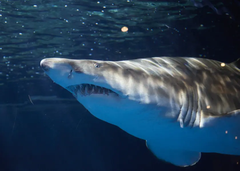 「背骨から整う!大人ピラティス」