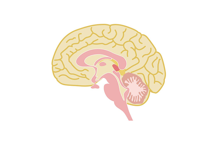 不安が生み出す「大脳の暴走」